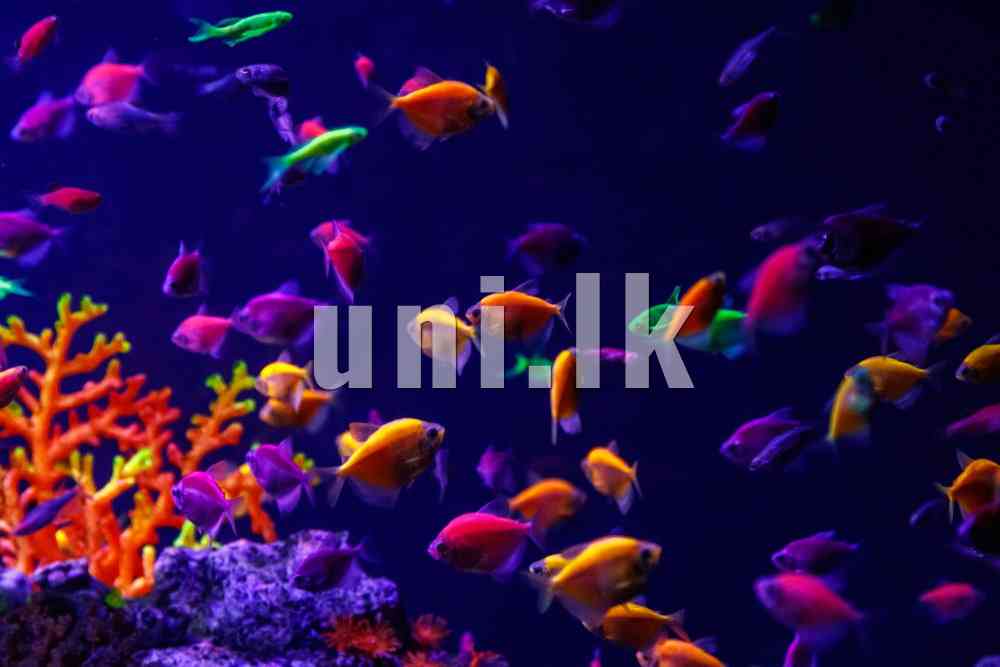 Glow Tetra Color Tetra fish for sale