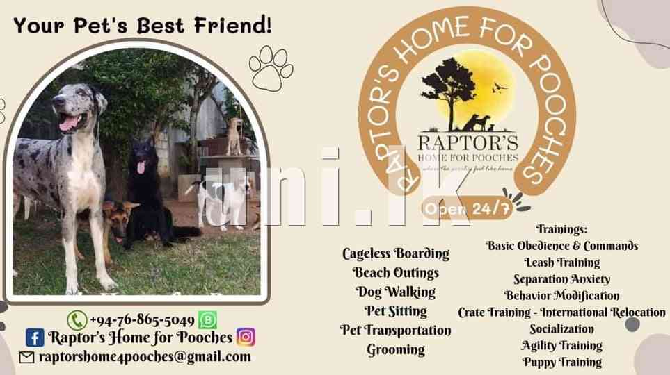 Dog boarding and traning services